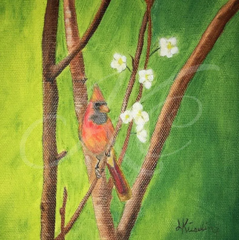 Peeping Cardinal